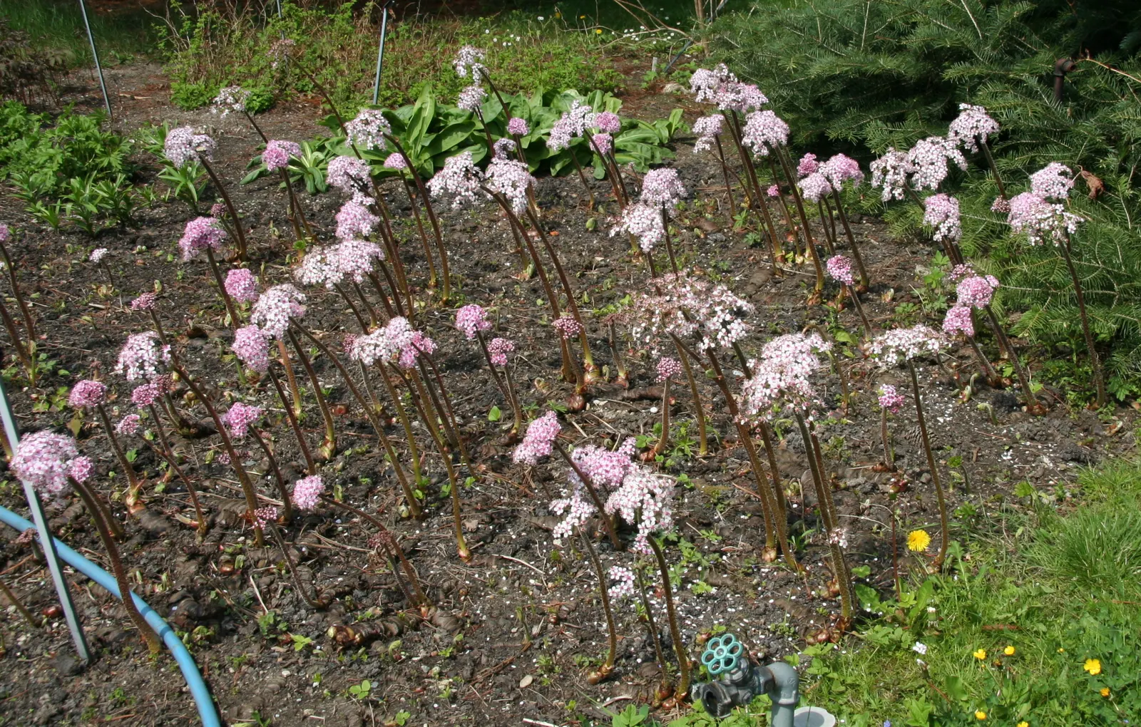 Umbrella Plant (Darmera Peltata) — is an attractive perennial suited for those seeking a dramatic touch in semi-shaded garden areas; well-draining, image 61