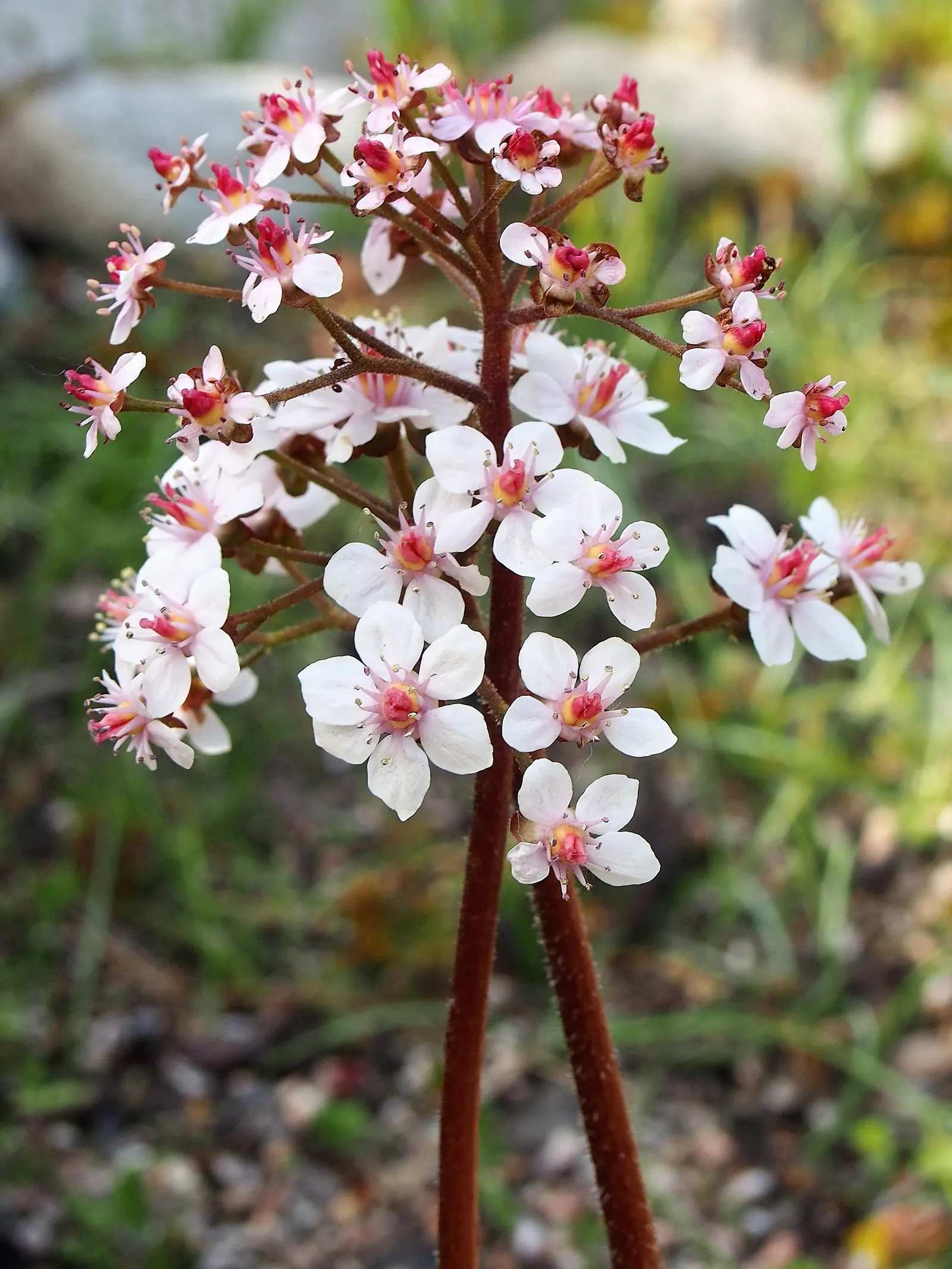 Umbrella Plant (Darmera Peltata) — succulent stems reaching 3-6 feet high; making it an excellent conversation starter.<br><br>For optimal growth, image 84