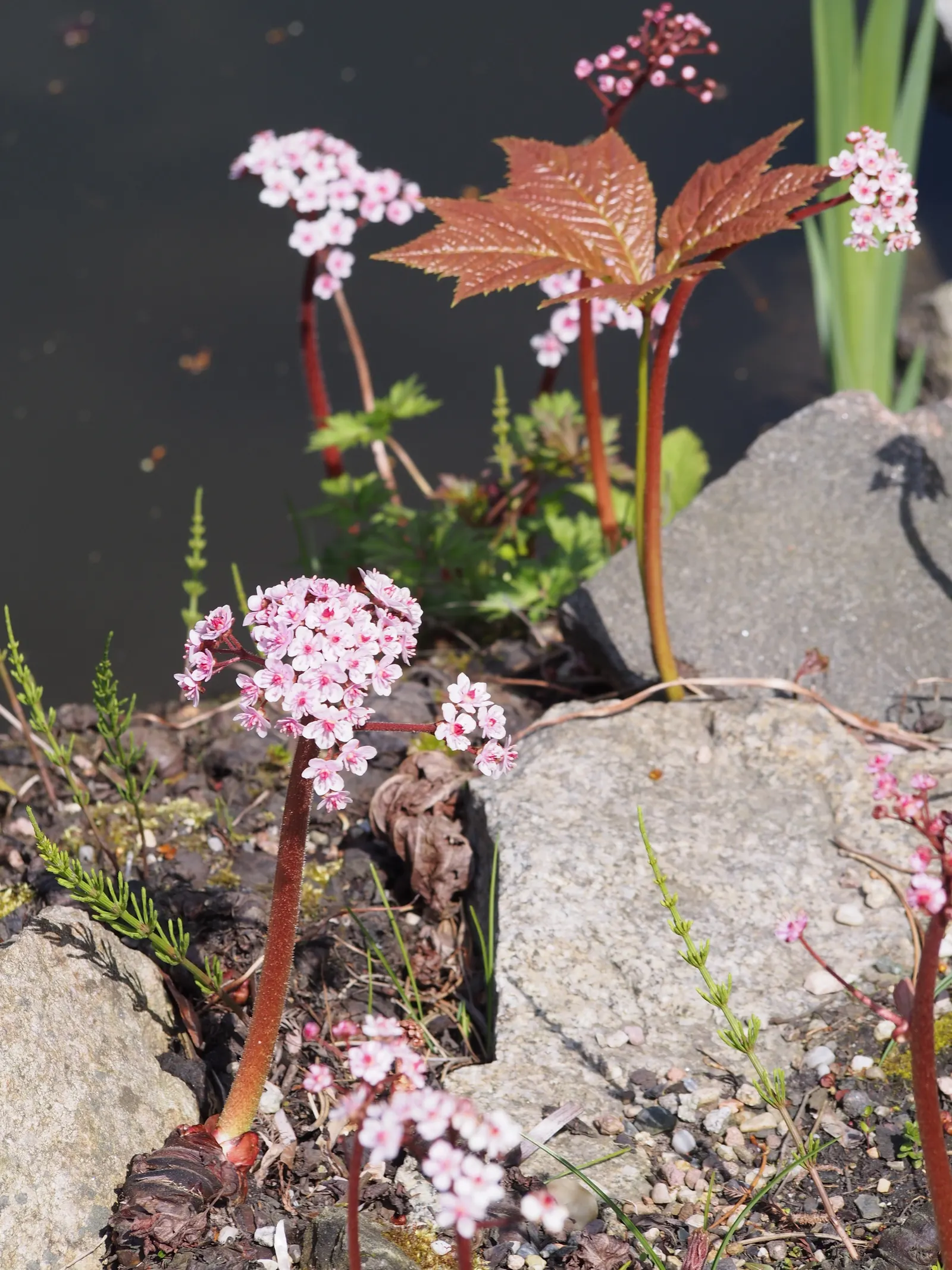 Umbrella Plant (Darmera Peltata) — typically reaching an overall height of about 36 to 48 inches tall.<br><br>In spring, image 68
