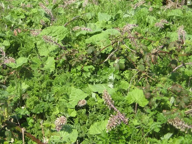 Umbrella Plant (Darmera Peltata) — It's hardy in USDA zones 5-9, presenting a dramatic, deciduous display