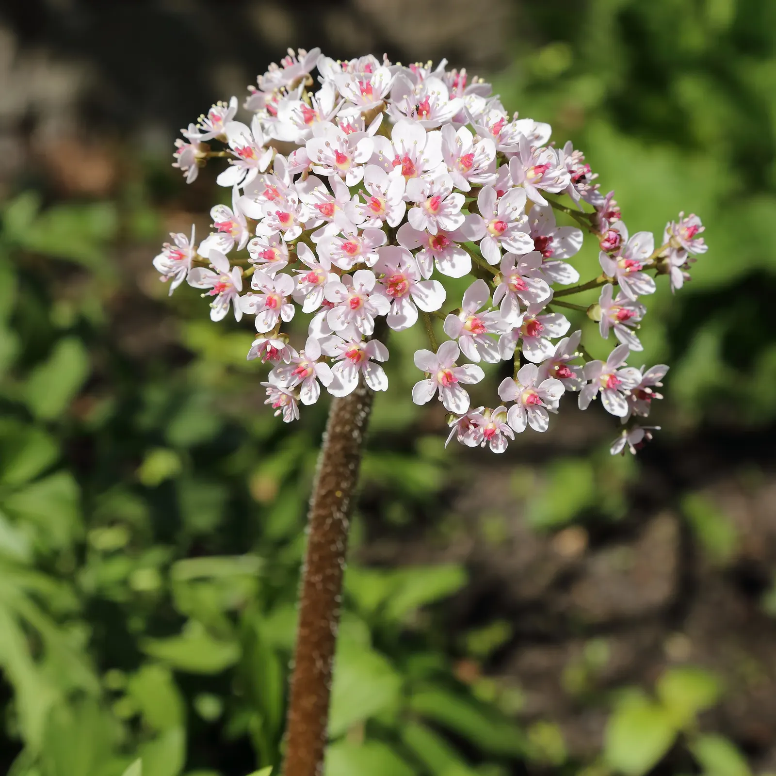 Umbrella Plant (Darmera Peltata) — this plant is relatively low-maintenance; it thrives in hardiness zones 5 through 9