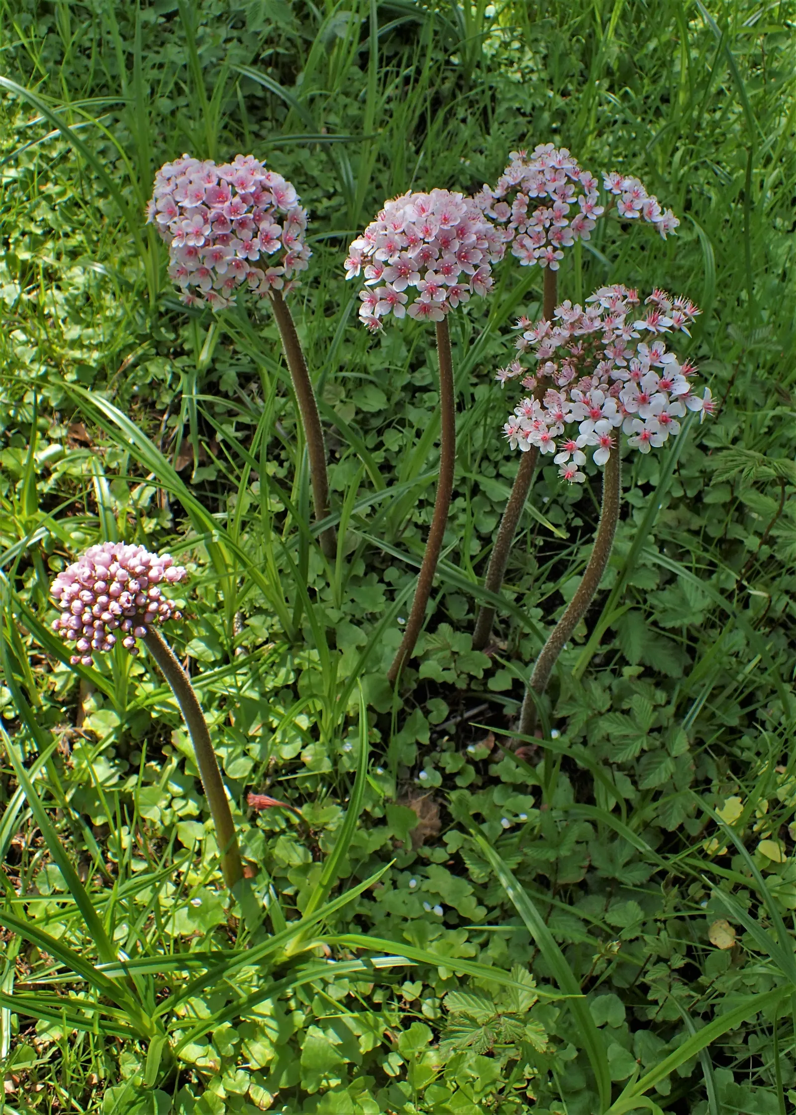 Umbrella Plant (Darmera Peltata) — making it an excellent conversation starter.<br><br>For optimal growth; before the foliage unfurls