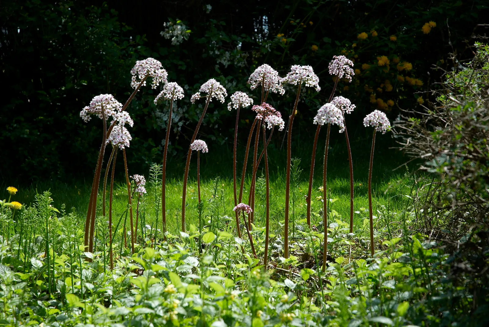 Umbrella Plant (Darmera Peltata) — well-draining soil that remains consistently moist