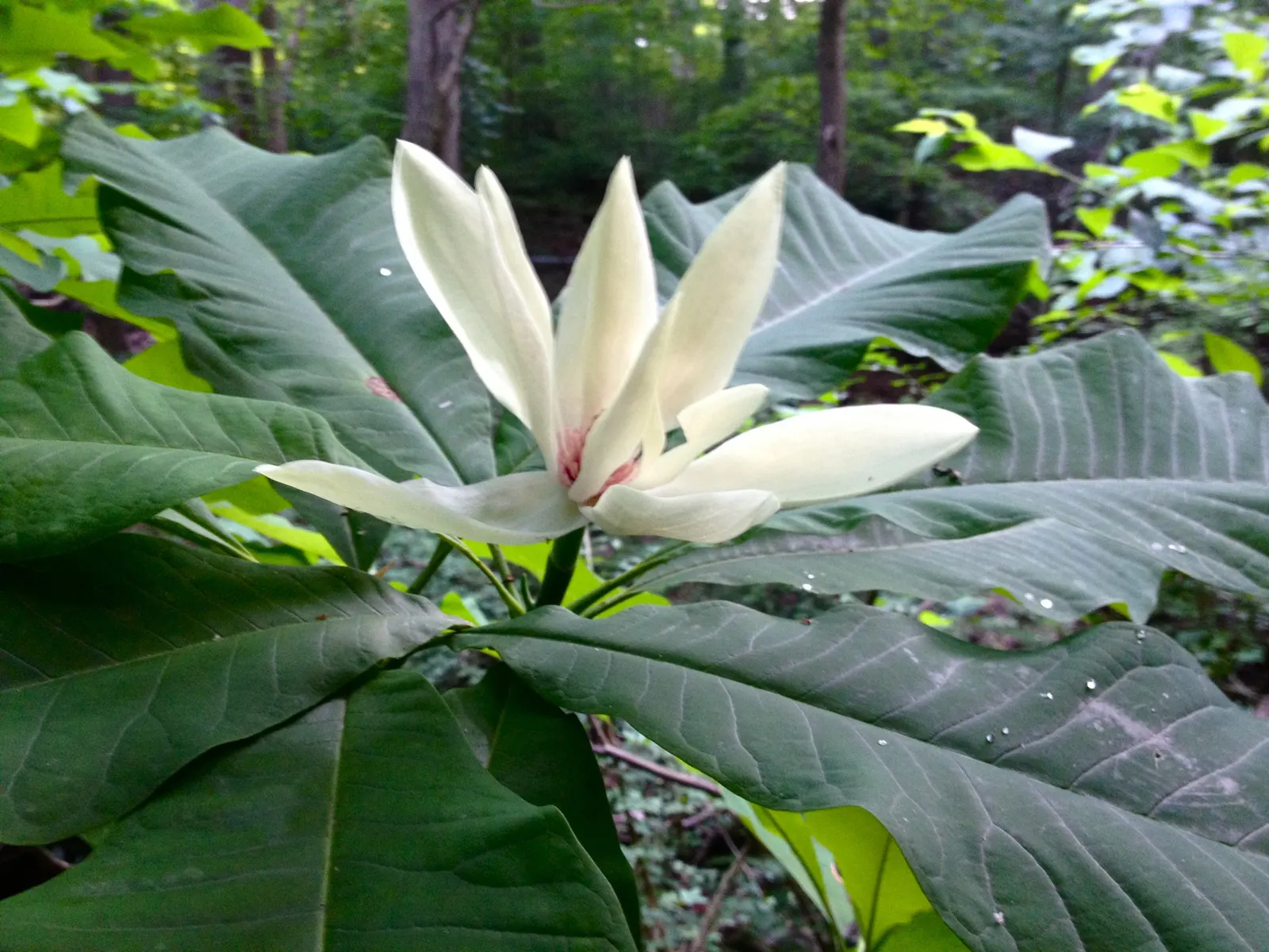 Umbrella Plant (Darmera Peltata) — adding both functional and aesthetic value to the landscape; succulent stems reaching 3-6 feet high