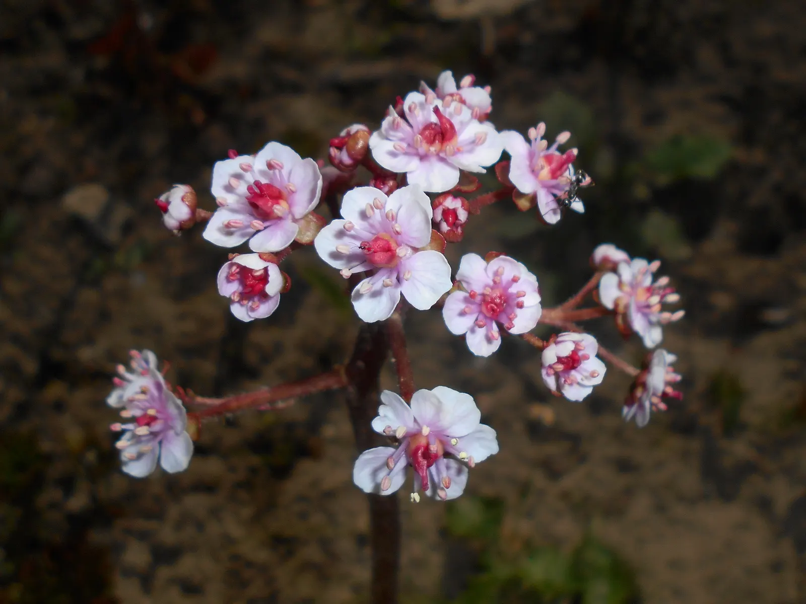 Umbrella Plant (Darmera Peltata) — the Umbrella Plant boasts rounded leaves that can grow up to 24 inches across