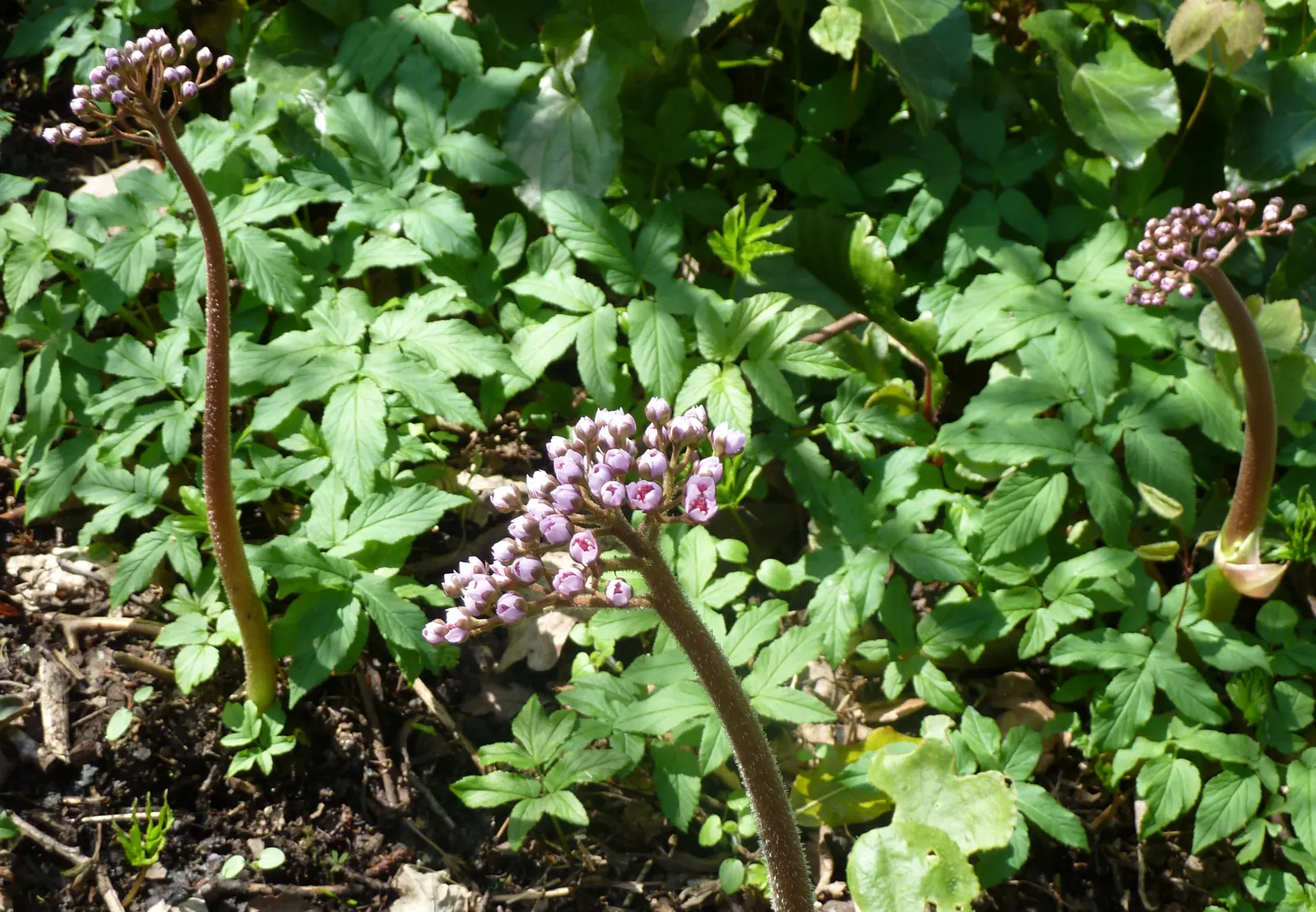 Umbrella Plant (Darmera Peltata) — Its clump-forming habit also makes it a superb choice for controlling erosion along streams or pond edges