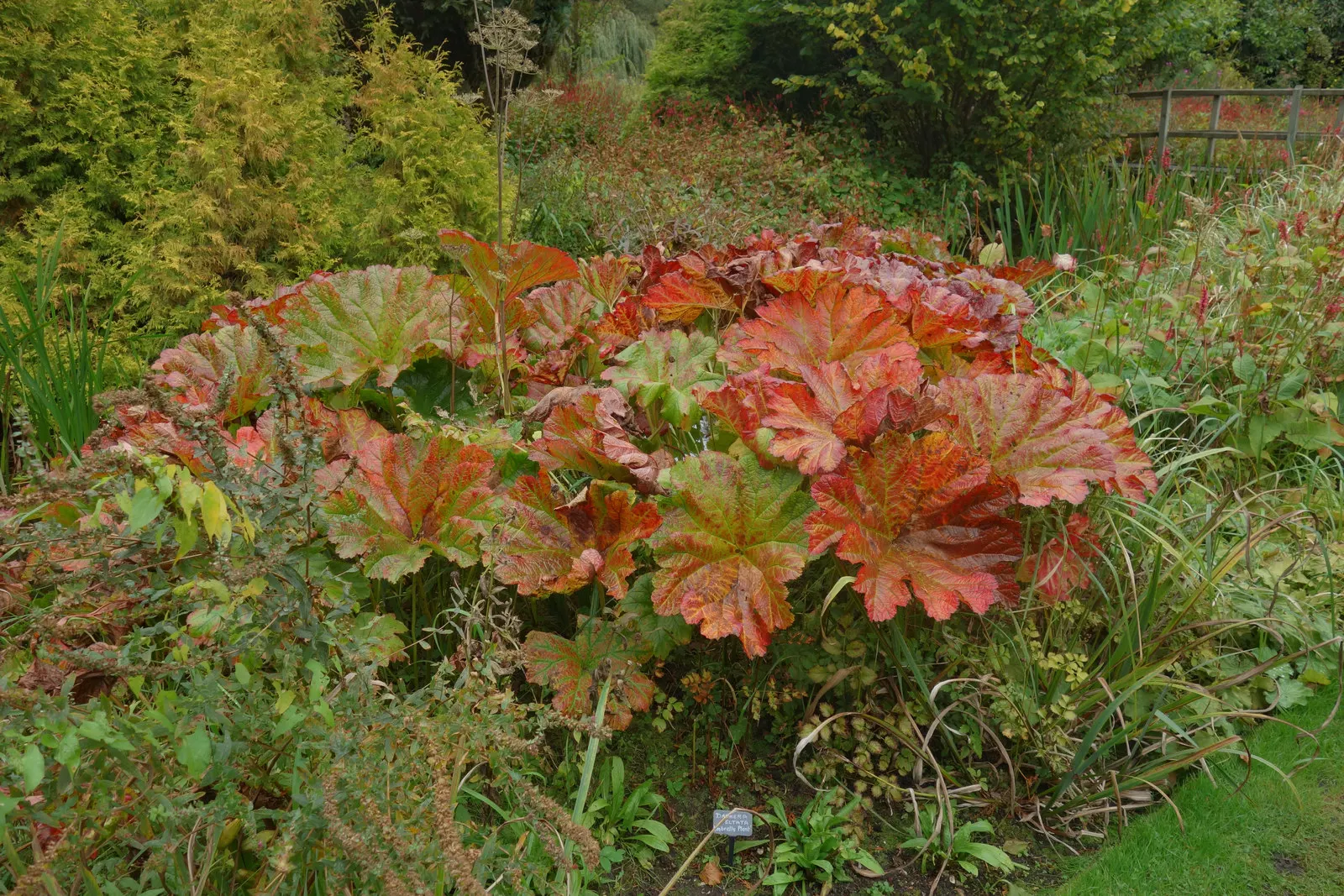 Umbrella Plant (Darmera Peltata) — requiring minimal care beyond regular watering during dry spells; soft-pink to white flowers elevated above the ground on