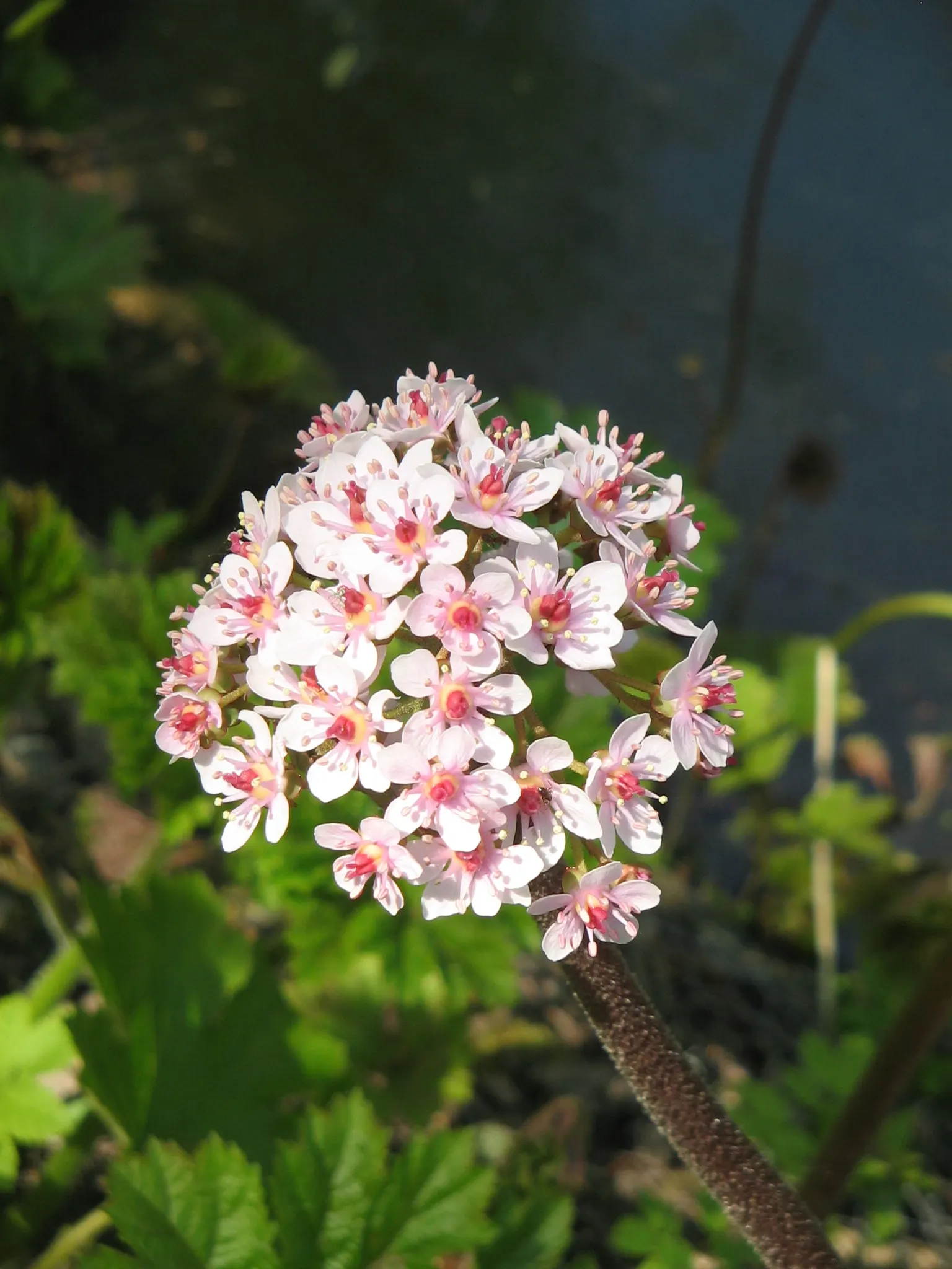Umbrella Plant (Darmera Peltata) — This ephemeral floral show adds an early interest to the garden; native to the cool mountain streams of California and Oregon