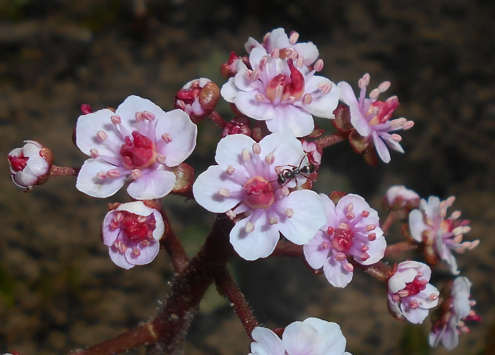 Umbrella Plant (Darmera Peltata) — perennial with pink blooms; this ephemeral floral show adds an early interest to the garden
