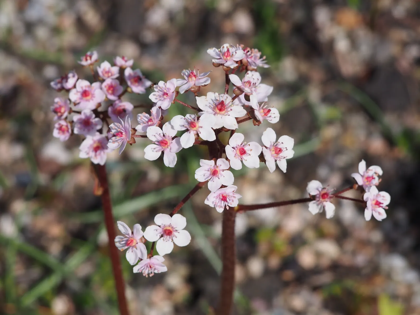 Umbrella Plant (Darmera Peltata) — succulent stems reaching 3-6 feet high; making it an excellent conversation starter.<br><br>For optimal growth, image 57