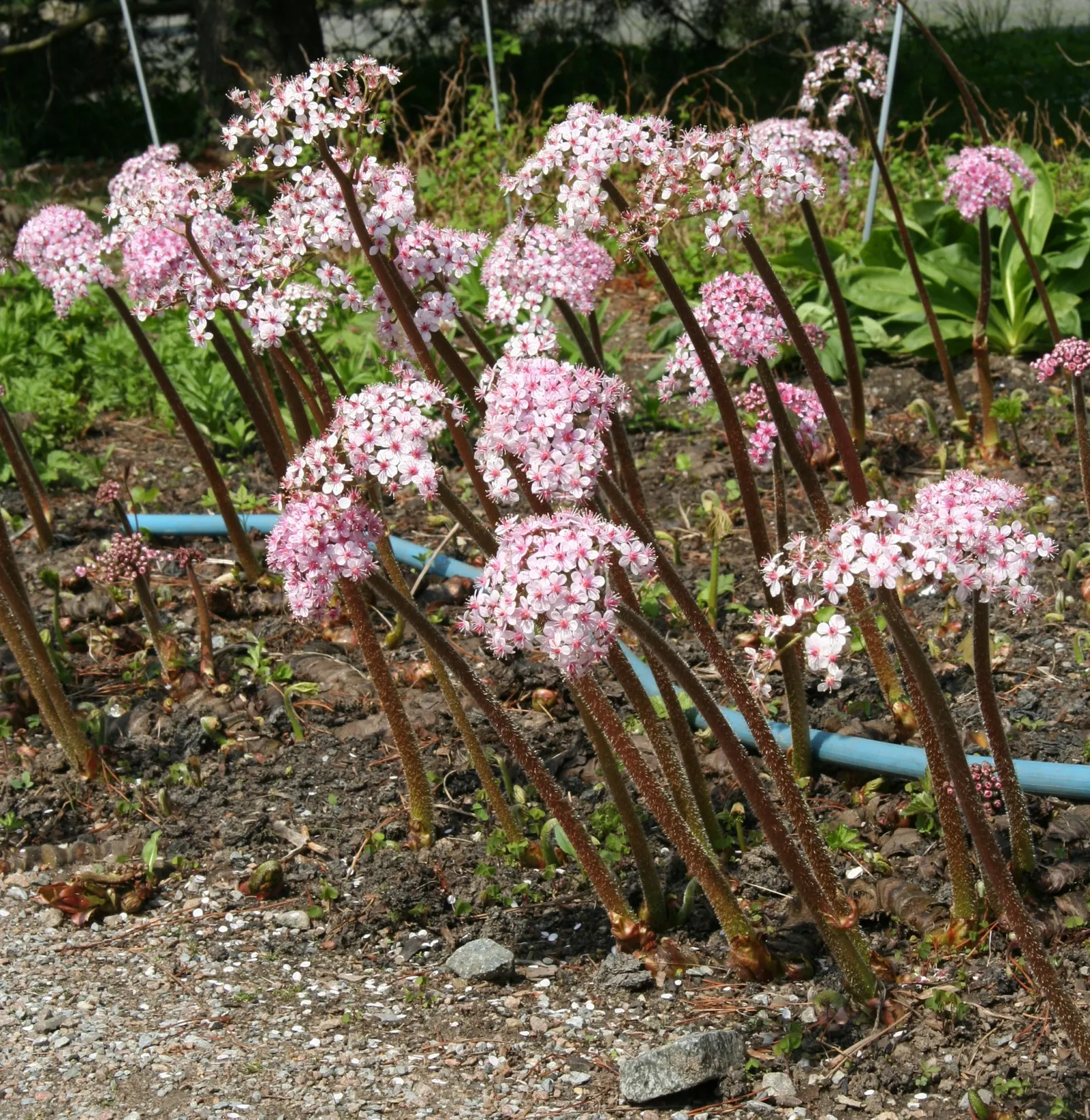 Umbrella Plant (Darmera Peltata) — it thrives in hardiness zones 5 through 9; it's hardy in USDA zones 5-9, presenting a dramatic, deciduous display