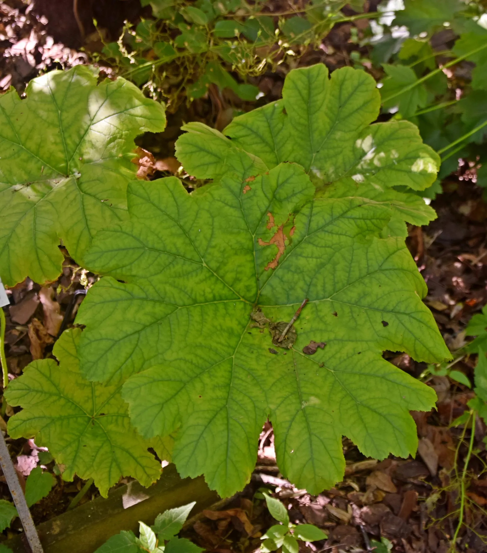 Umbrella Plant (Darmera Peltata) — this plant is relatively low-maintenance