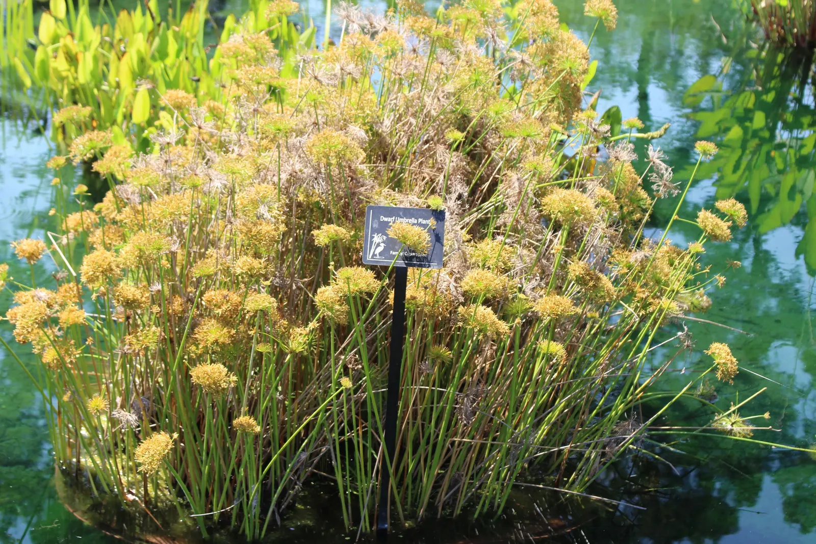 Umbrella Plant (Darmera Peltata) — Its clump-forming habit also makes it a superb choice for controlling erosion along streams or pond edges, image 50
