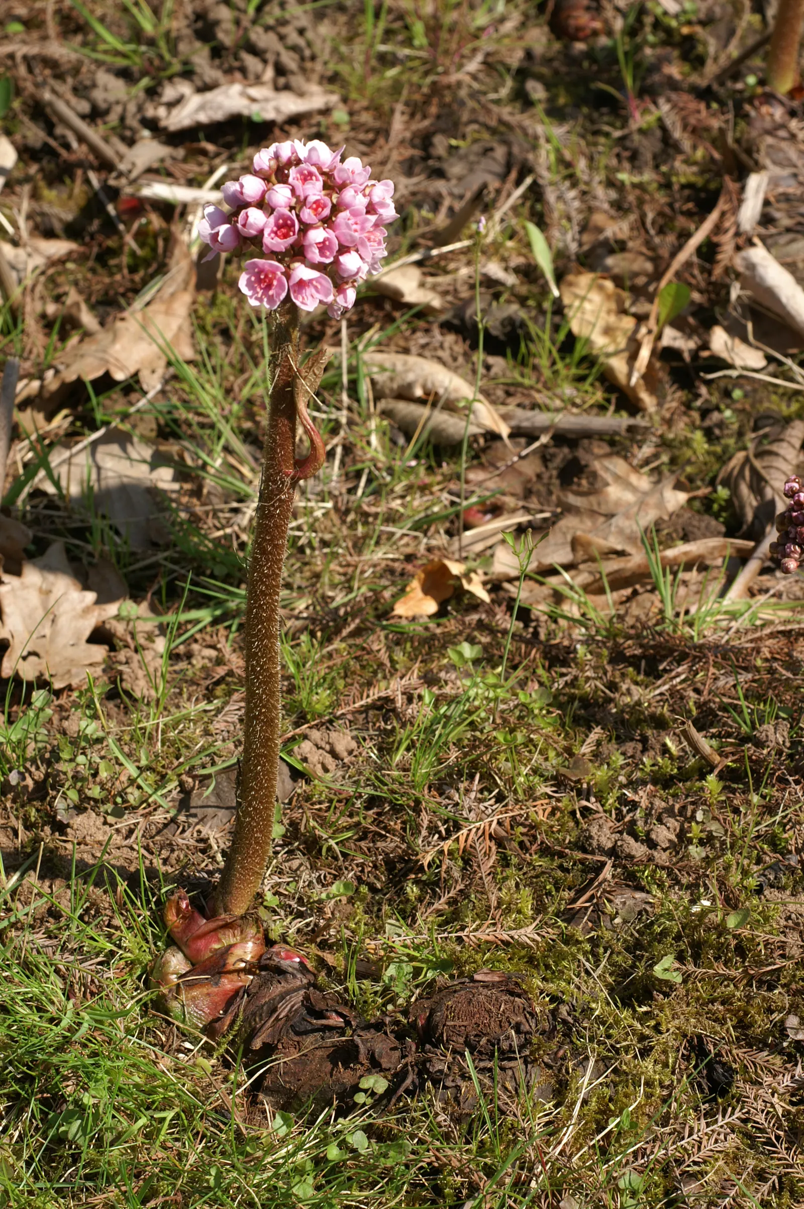 Umbrella Plant (Darmera Peltata) — before the foliage unfurls; this plant is relatively low-maintenance, image 96