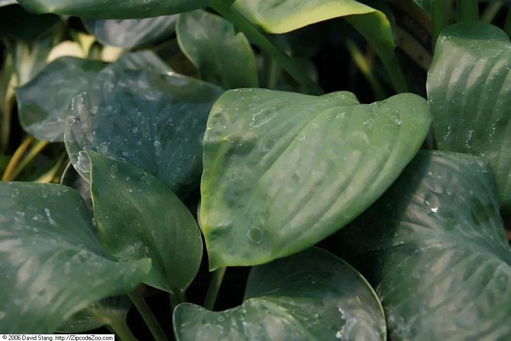 Umbrella Plant (Darmera Peltata) — Native to the cool mountain streams of California and Oregon