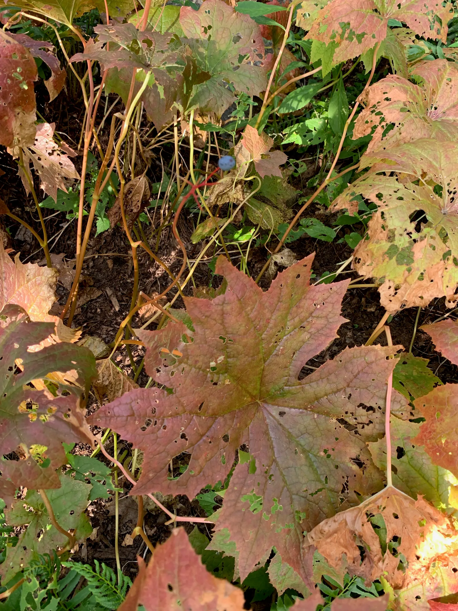 Umbrella Plant (Darmera Peltata) — It's hardy in USDA zones 5-9, presenting a dramatic, deciduous display; umbrella-like canopy over the damp soil, image 60
