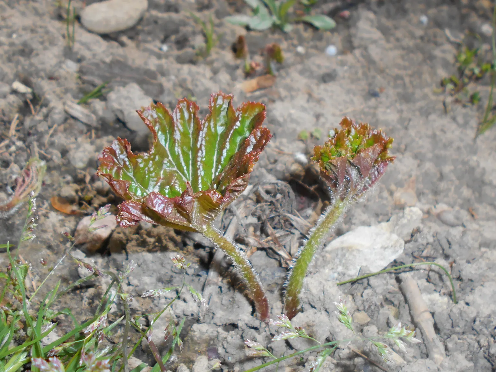 Umbrella Plant (Darmera Peltata) — umbrella-like canopy over the damp soil it prefers; perennial for full or half or shade
