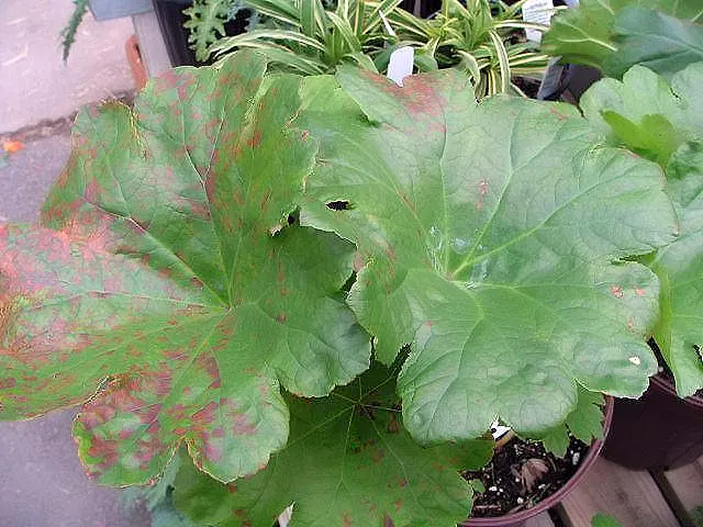 Umbrella Plant (Darmera Peltata) — it thrives in hardiness zones 5 through 9