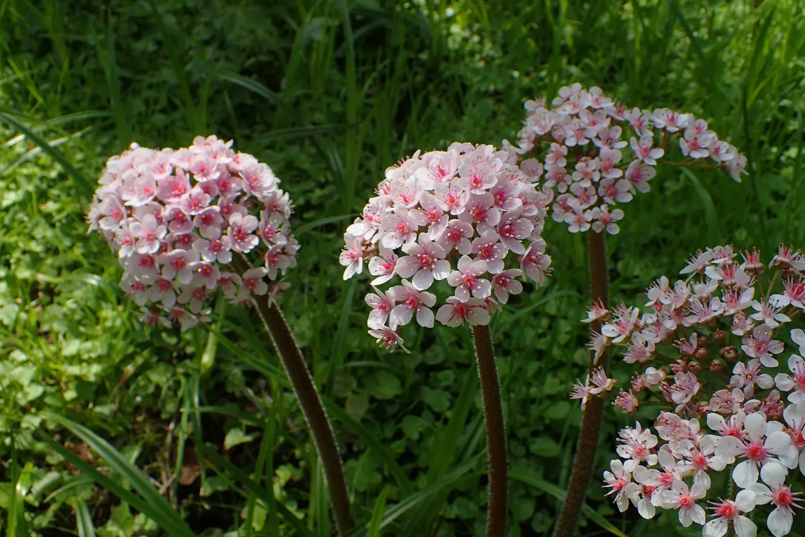 Umbrella Plant (Darmera Peltata) — emerald leaves (up to 24 inches across) atop sturdy