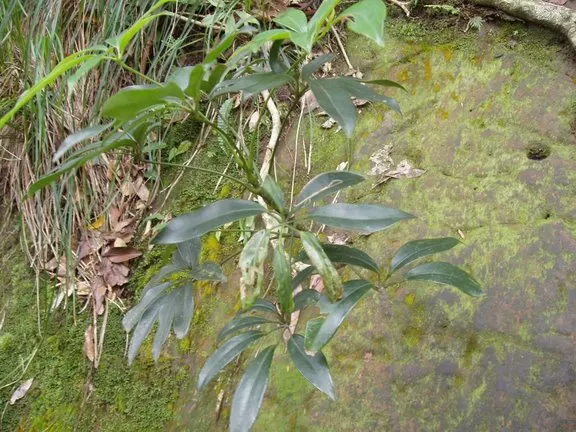 Umbrella Plant (Darmera Peltata) — succulent stems reaching 3-6 feet high; making it an excellent conversation starter.<br><br>For optimal growth