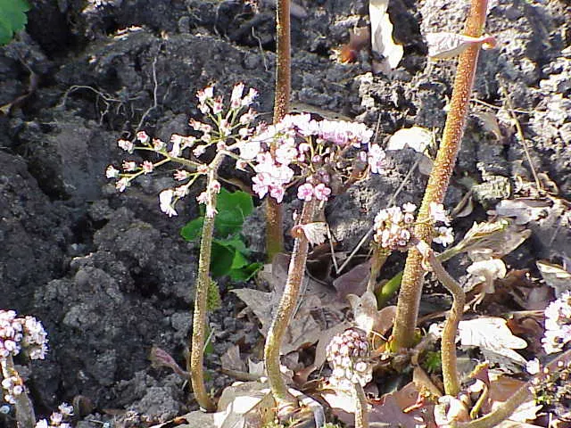 Umbrella Plant (Darmera Peltata) — commonly known as Umbrella Plant; in early spring, charming pinkish-white flower clusters emerge before the foliage