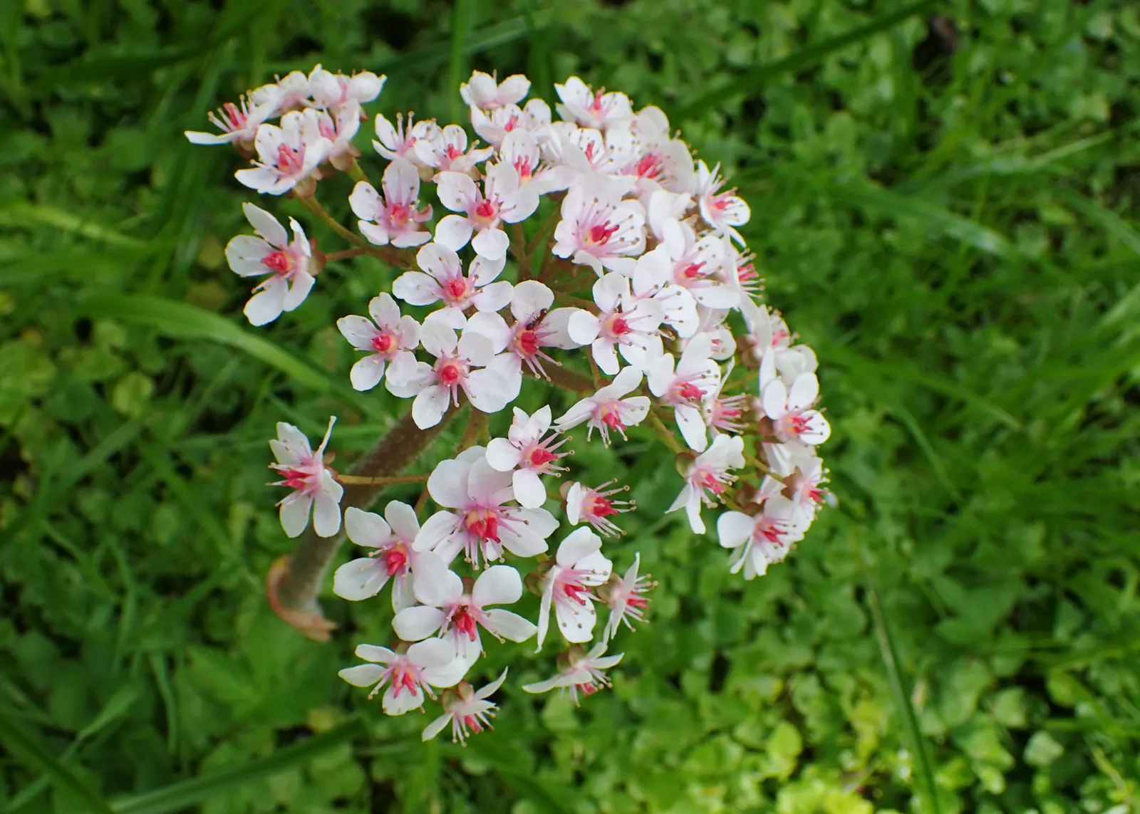 Umbrella Plant (Darmera Peltata) — emphasizing its adaptability to a range of temperate climates.<br><br>Characterized by its striking foliage; these leaves