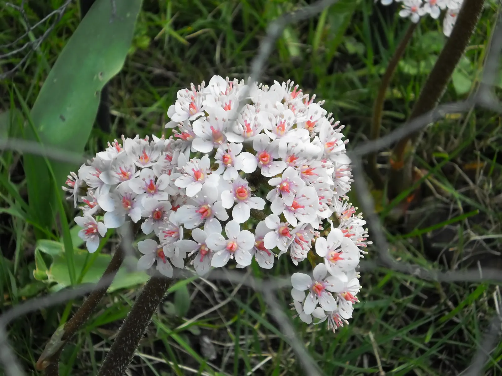 Umbrella Plant (Darmera Peltata) — it thrives in hardiness zones 5 through 9; it's hardy in USDA zones 5-9, presenting a dramatic, deciduous display, image 63