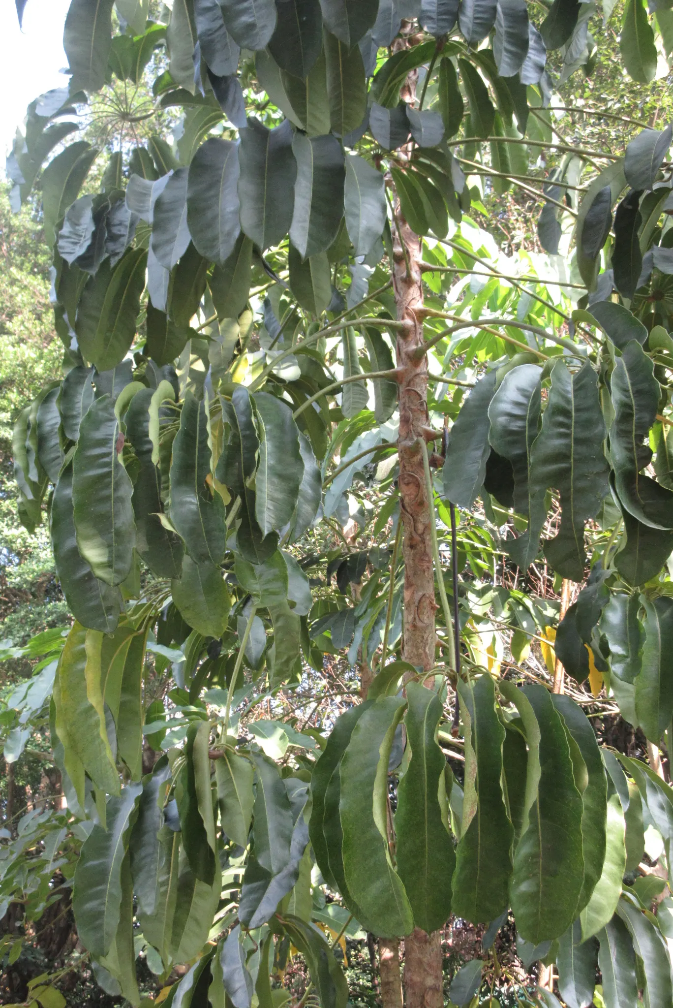 Umbrella Plant (Darmera Peltata) — emphasizing its adaptability to a range of temperate climates.<br><br>Characterized by its striking foliage, image 64