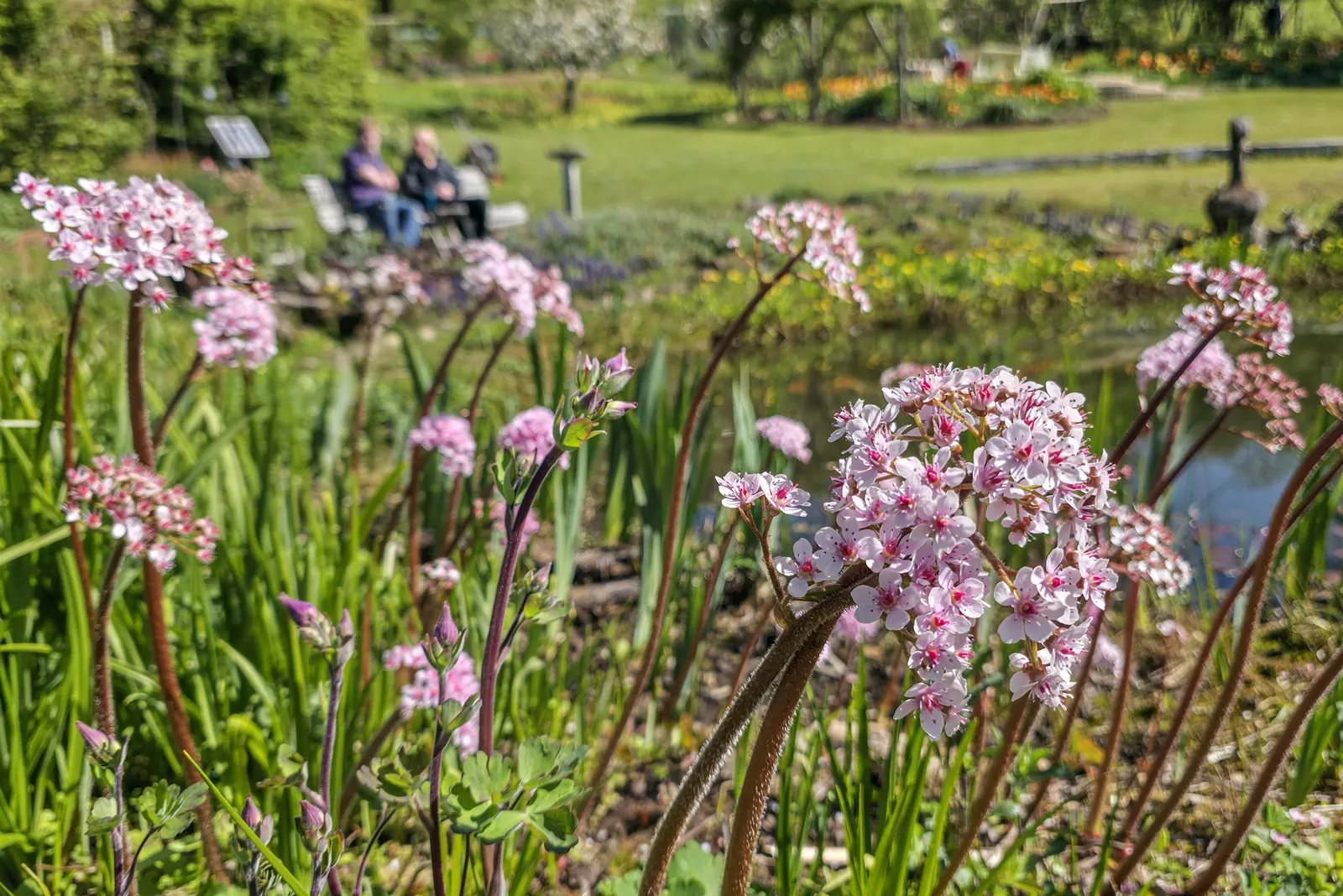 Umbrella Plant (Darmera Peltata) — perennial for full or half or shade; adding both functional and aesthetic value to the landscape