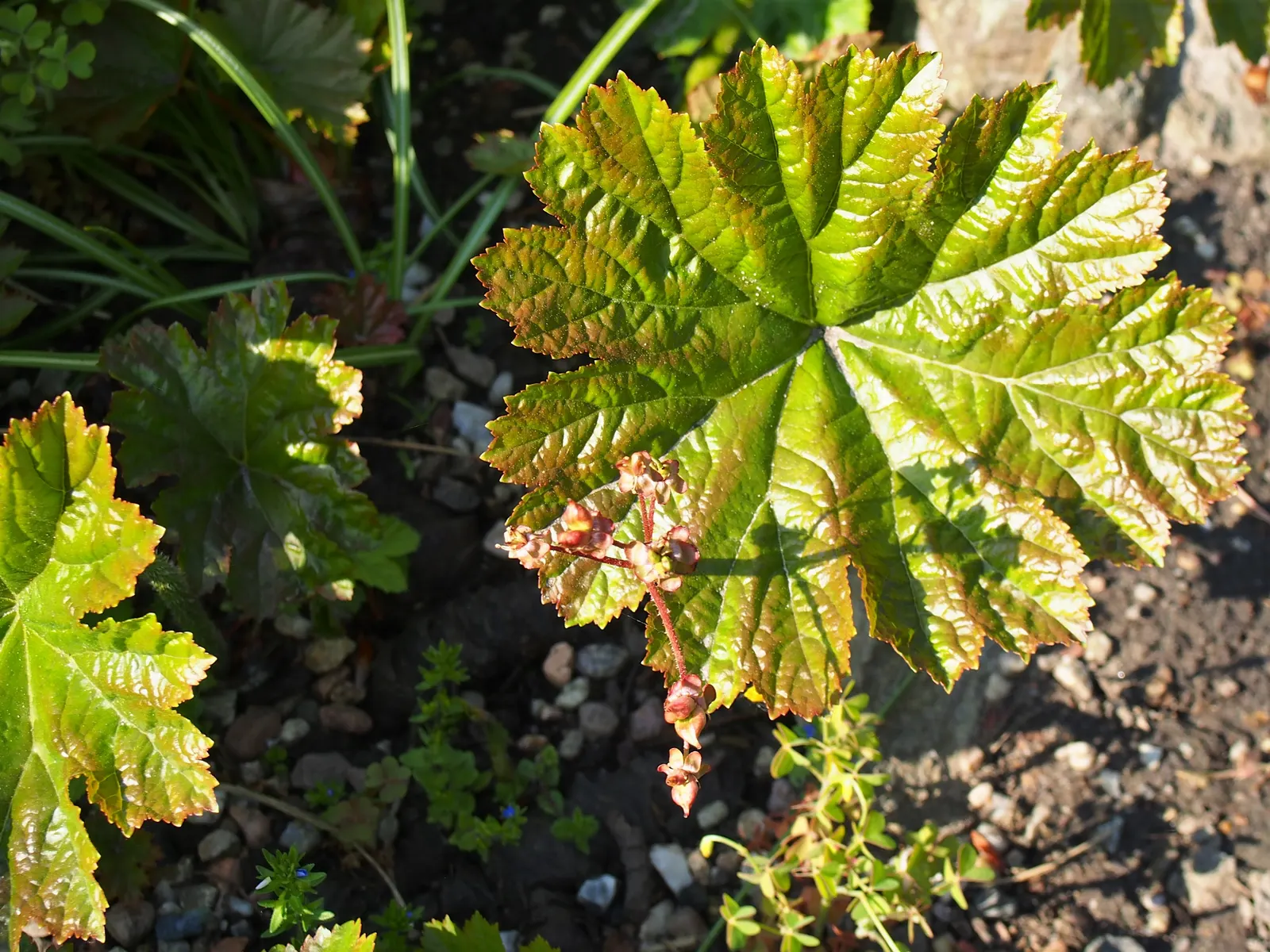 Umbrella Plant (Darmera Peltata) — Its clump-forming habit also makes it a superb choice for controlling erosion along streams or pond edges, image 77