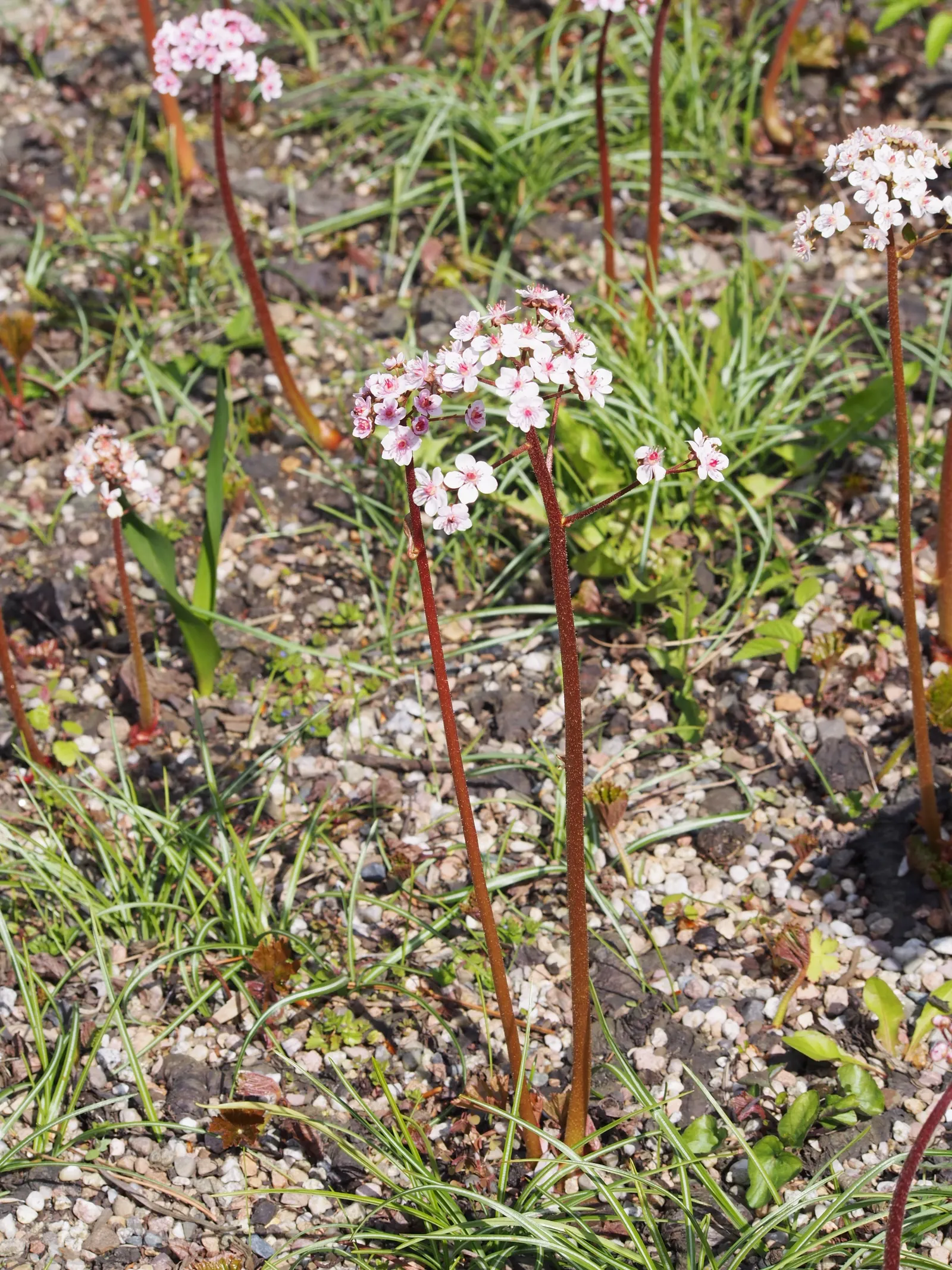 Umbrella Plant (Darmera Peltata) — pink flowers in the garden; emphasizing its adaptability to a range of temperate climates.<br><br>Characterized by its
