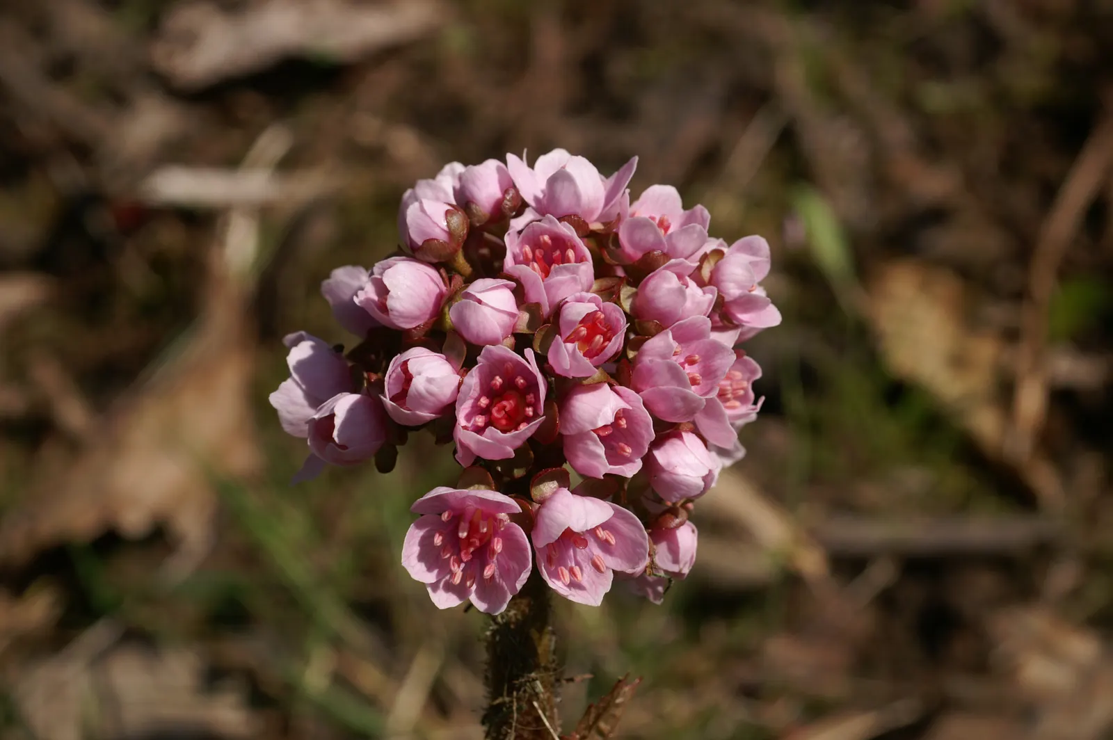 Umbrella Plant (Darmera Peltata) — emphasizing its adaptability to a range of temperate climates.<br><br>Characterized by its striking foliage