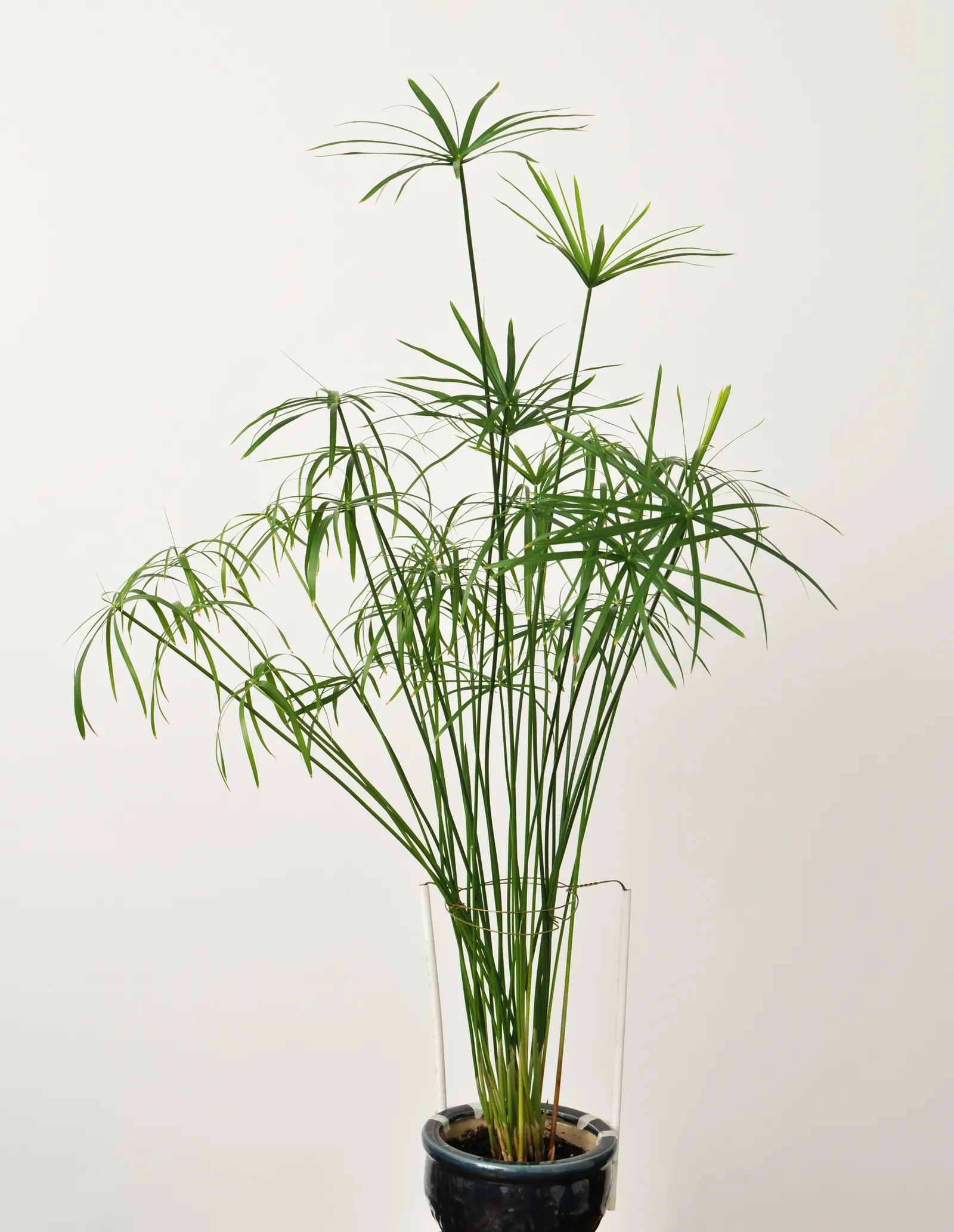 Umbrella Plant (Darmera Peltata) — this plant is relatively low-maintenance; it thrives in hardiness zones 5 through 9, image 75