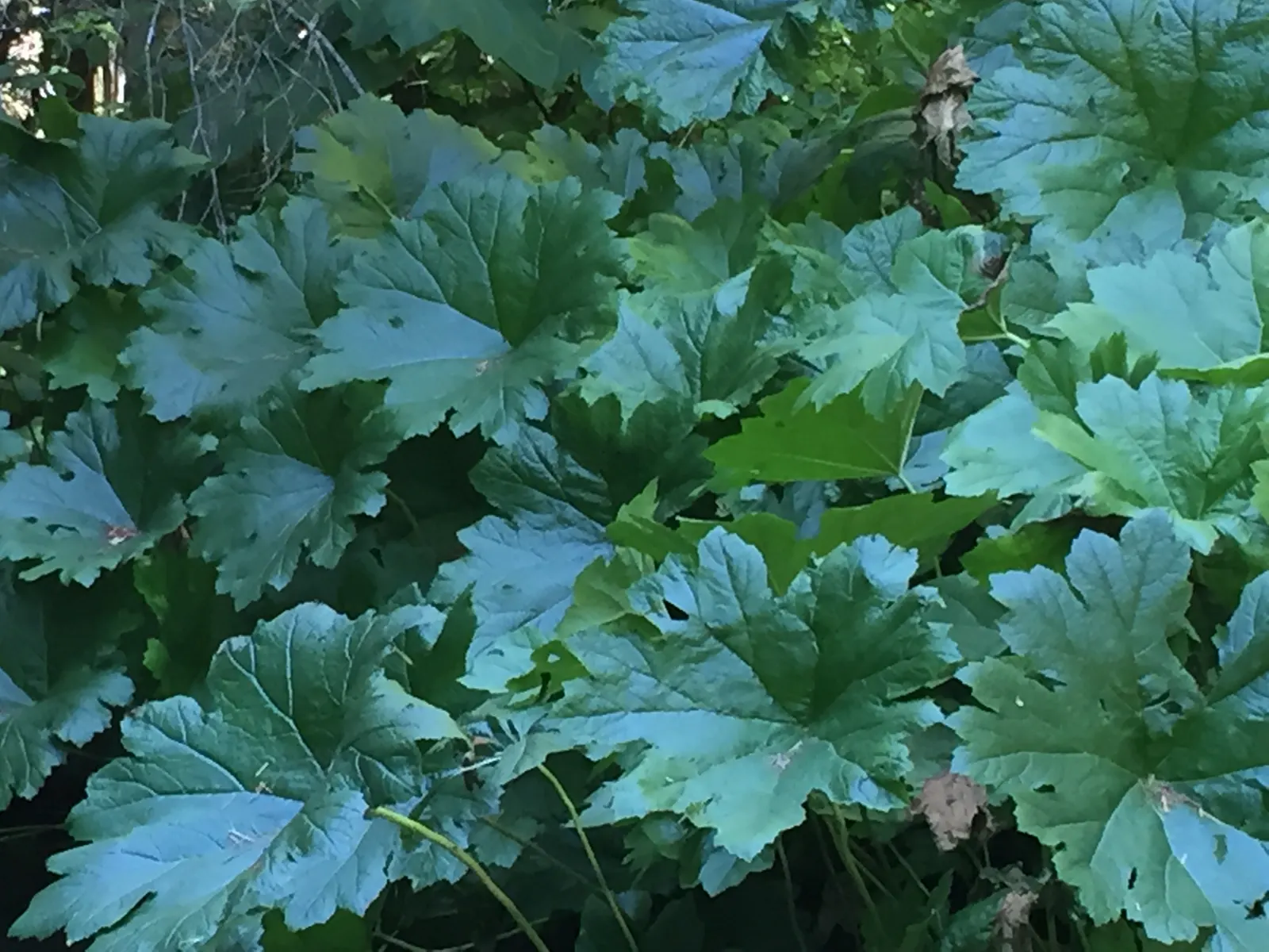 Umbrella Plant (Darmera Peltata) — This perennial thrives in moist, shaded areas, ideal for waterside plantings or damp woodland gardens, image 32