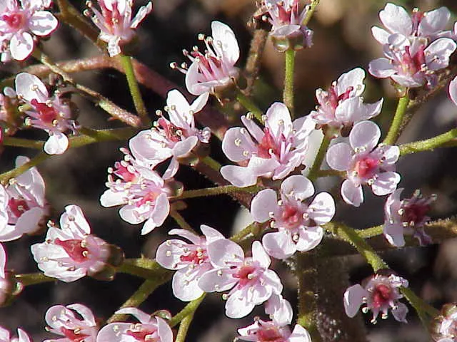Umbrella Plant (Darmera Peltata) — It's hardy in USDA zones 5-9, presenting a dramatic, deciduous display; umbrella-like canopy over the damp soil it prefers