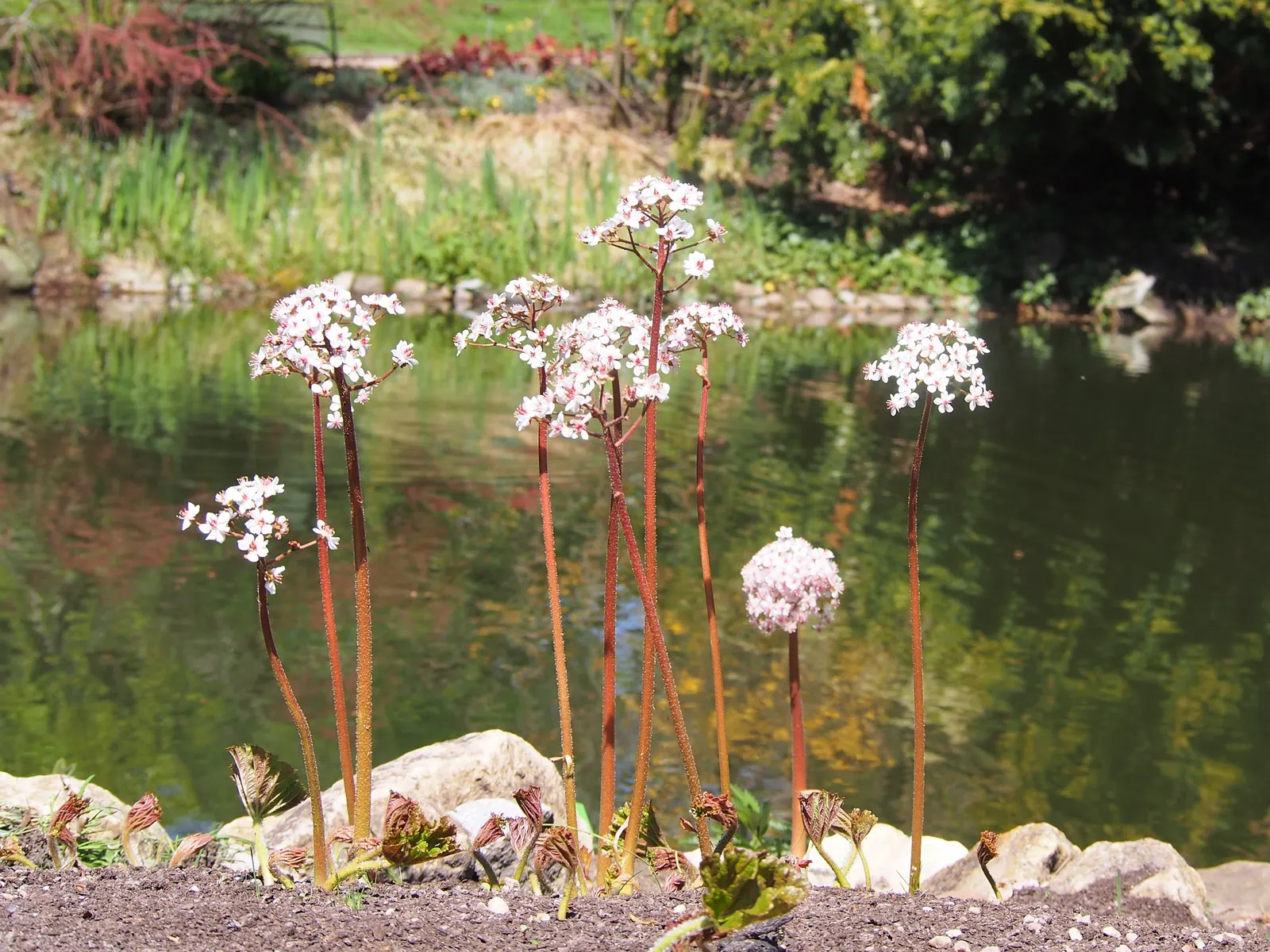 Umbrella Plant (Darmera Peltata) — emerald leaves (up to 24 inches across) atop sturdy; the Umbrella Plant boasts rounded leaves that can grow up, image 83