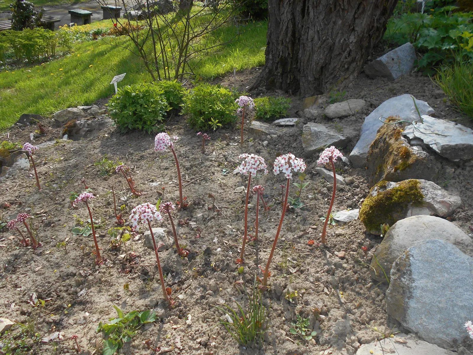 Umbrella Plant (Darmera Peltata) — the Umbrella Plant boasts rounded leaves that can grow up to 24 inches across; an area receiving morning sun and, image 65