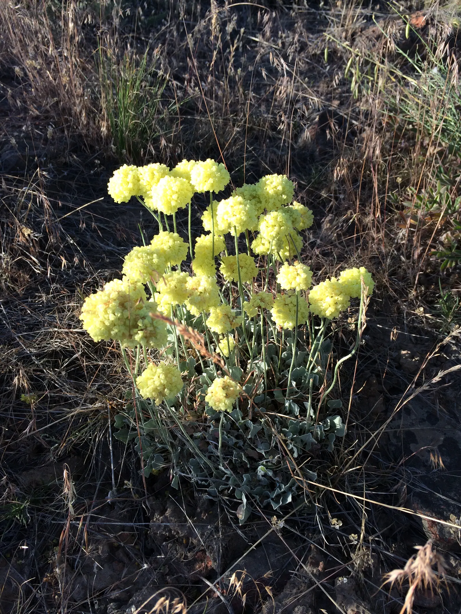 Umbrella Plant (Darmera Peltata) — In early spring, charming pinkish-white flower clusters emerge before the foliage