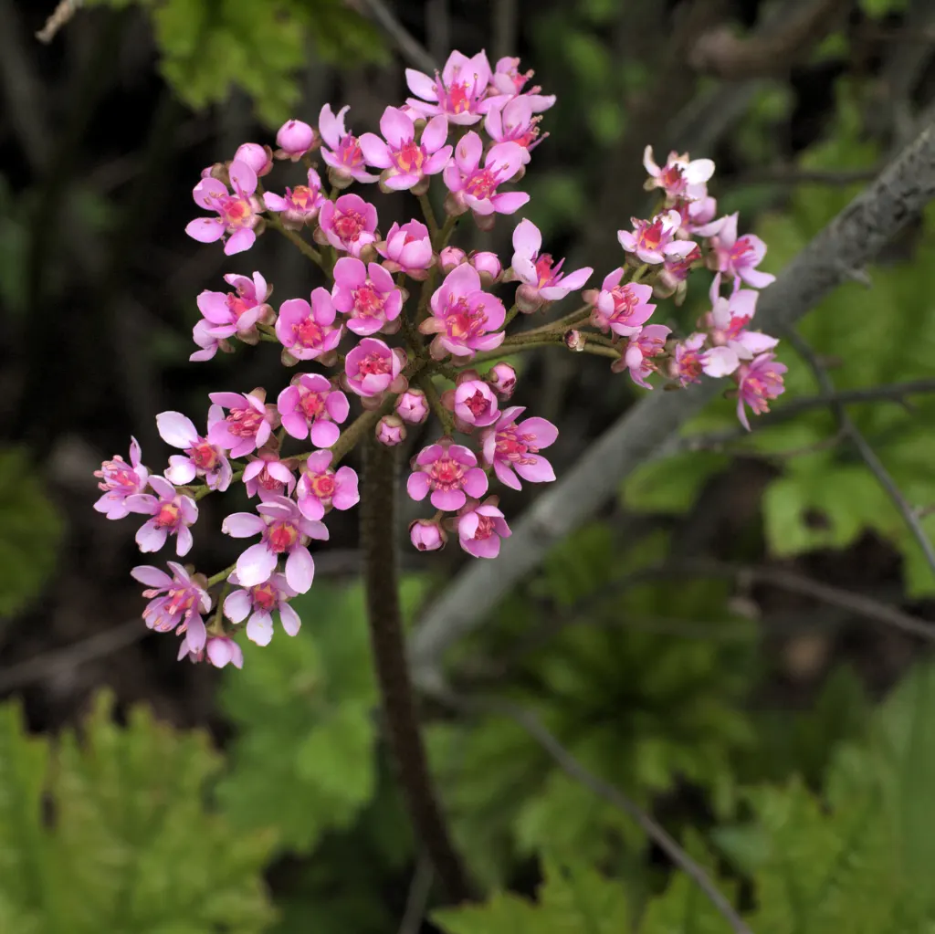 Umbrella Plant (Darmera Peltata) — before the foliage unfurls