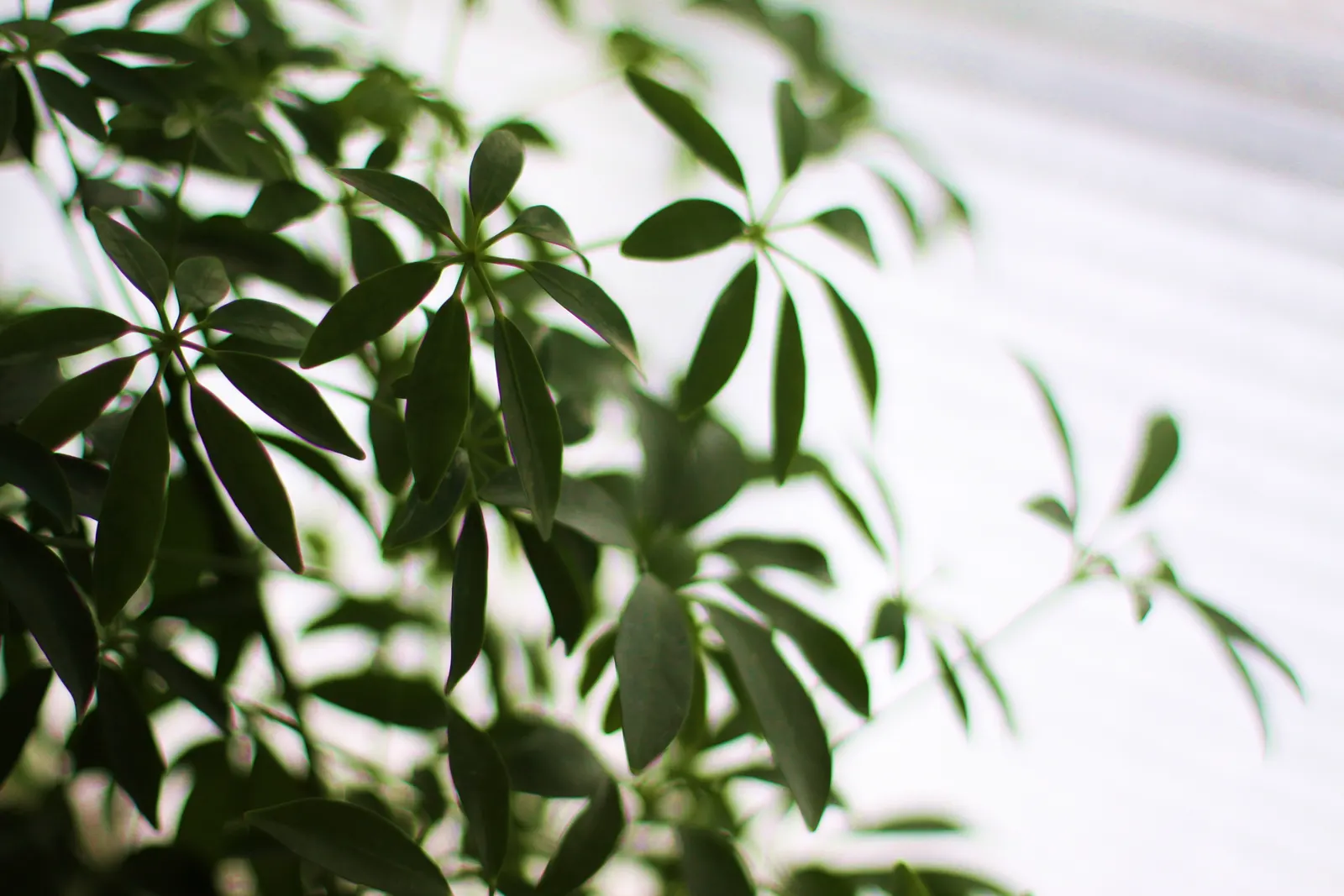 Umbrella Plant (Darmera Peltata) — emerald leaves (up to 24 inches across) atop sturdy; the Umbrella Plant boasts rounded leaves that can grow up, image 56