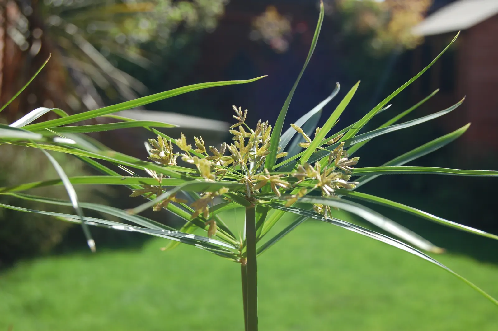 Umbrella Plant (Darmera Peltata) — emerald leaves (up to 24 inches across) atop sturdy; the Umbrella Plant boasts rounded leaves that can grow up to 24 inches
