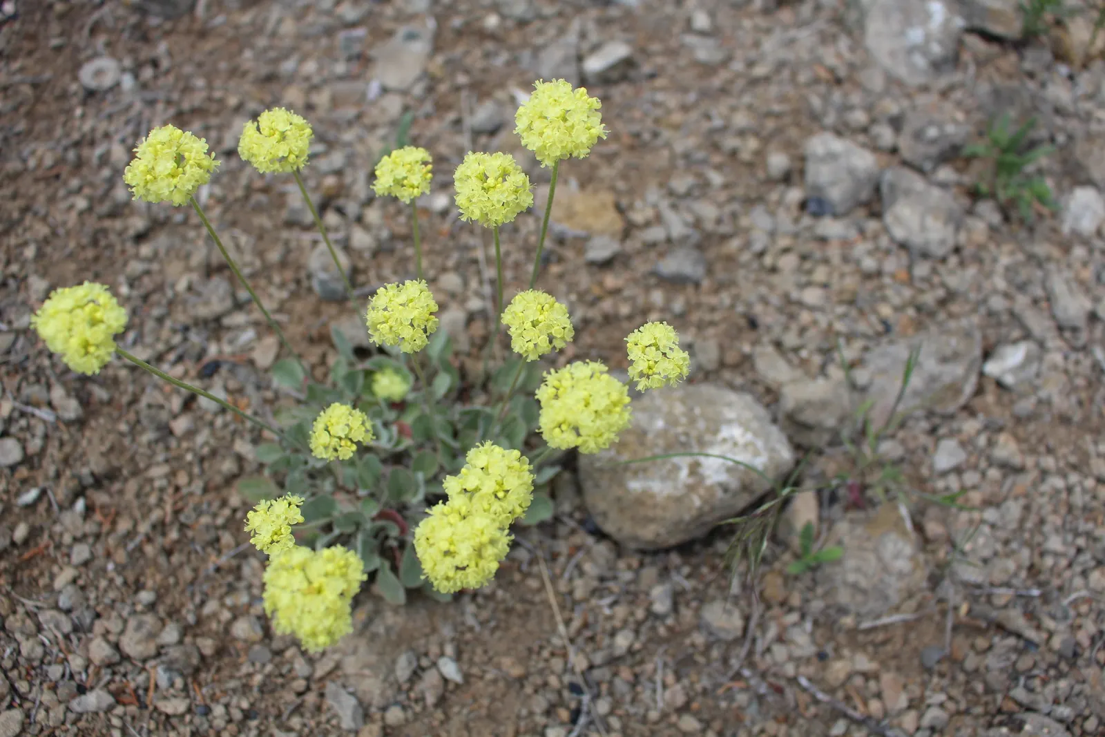 Umbrella Plant (Darmera Peltata) — typically reaching an overall height of about 36 to 48 inches tall.<br><br>In spring, image 41