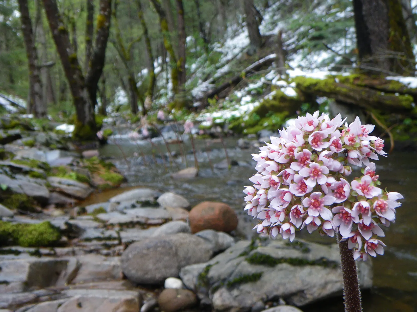 Umbrella Plant (Darmera Peltata) — perennial for full or half or shade