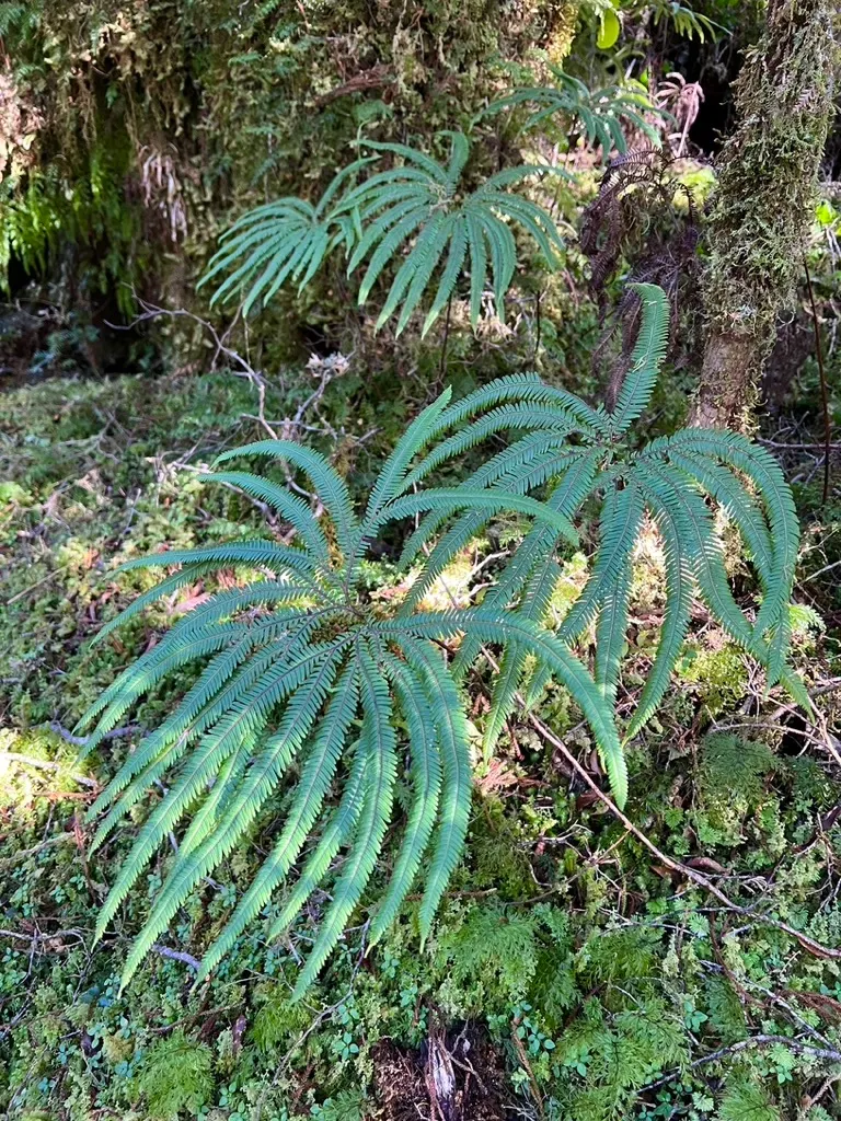Umbrella Plant (Darmera Peltata) — well-draining soil that remains consistently moist; requiring minimal care beyond regular watering during dry spells