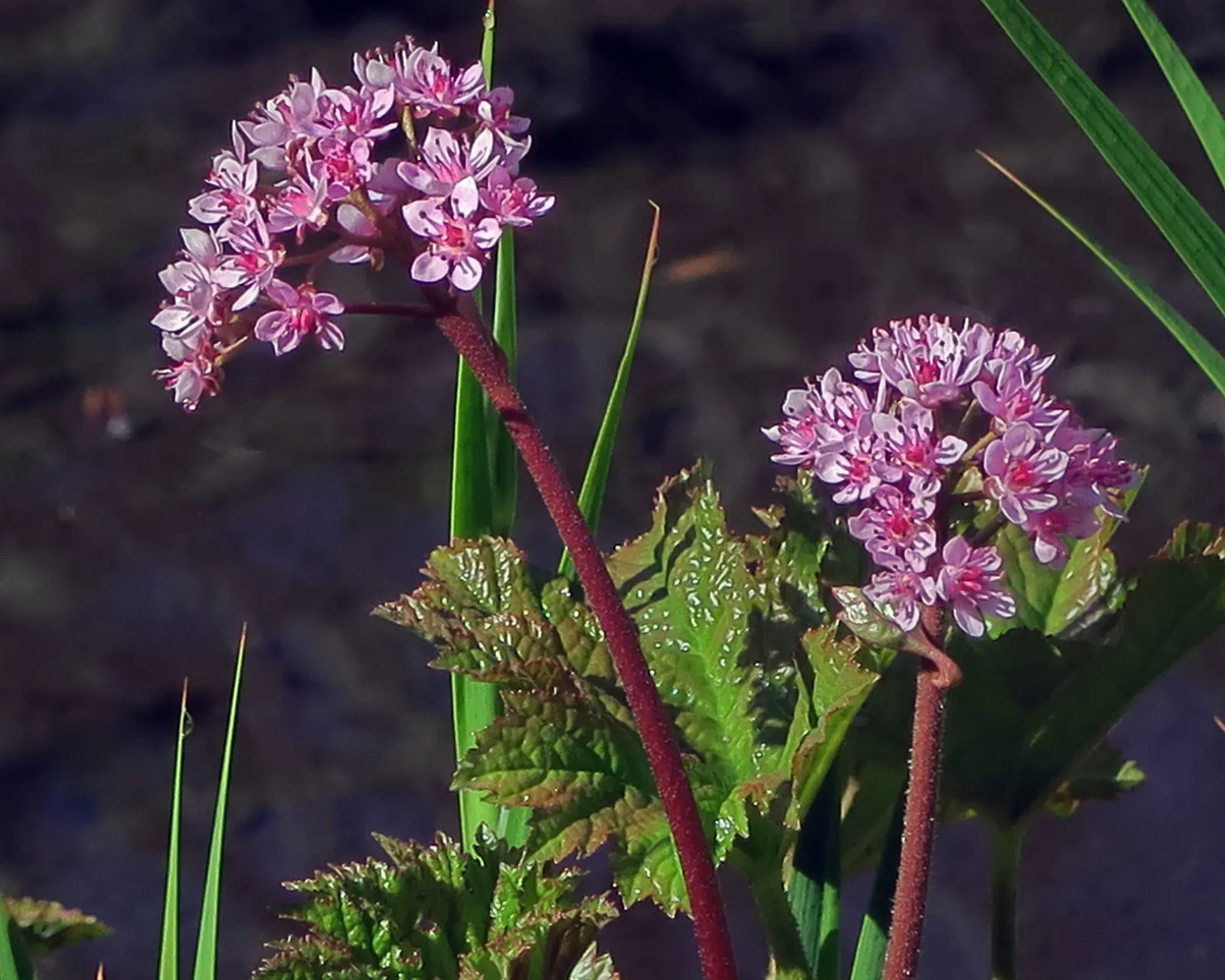 Umbrella Plant (Darmera Peltata) — This perennial thrives in moist, shaded areas, ideal for waterside plantings or damp woodland gardens, image 86