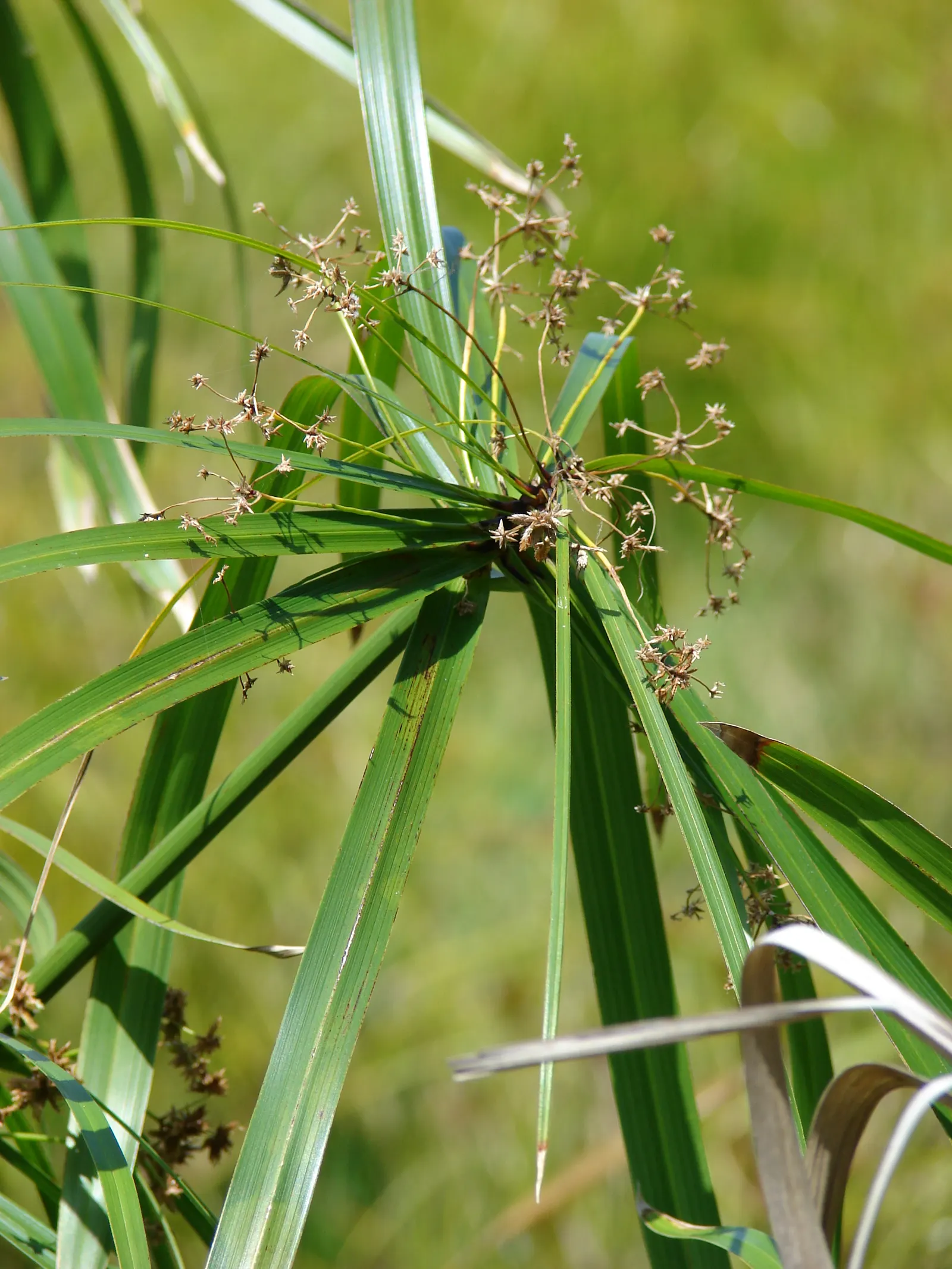 Umbrella Plant (Darmera Peltata) — These leaves emerge on long petioles directly from the rhizome