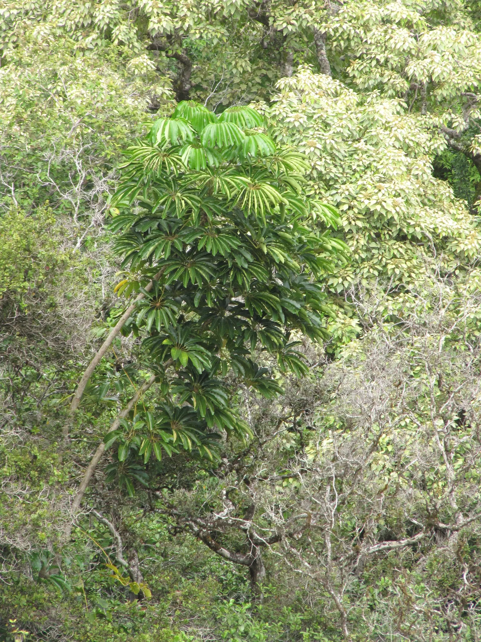 Umbrella Plant (Darmera Peltata) — soft-pink to white flowers elevated above the ground on flower stalks that may grow up to 5 feet tall; commonly, image 70