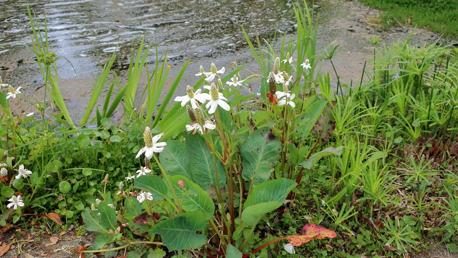 Umbrella Plant (Darmera Peltata) — the Umbrella Plant boasts rounded leaves that can grow up to 24 inches across; an area receiving morning sun and, image 92