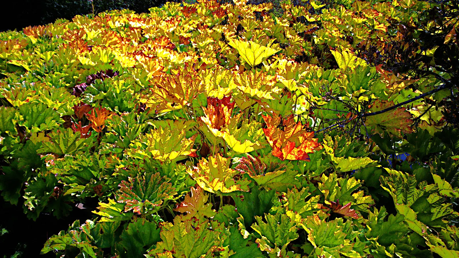Umbrella Plant (Darmera Peltata) — it thrives in hardiness zones 5 through 9; it's hardy in USDA zones 5-9, presenting a dramatic, deciduous display, image 90