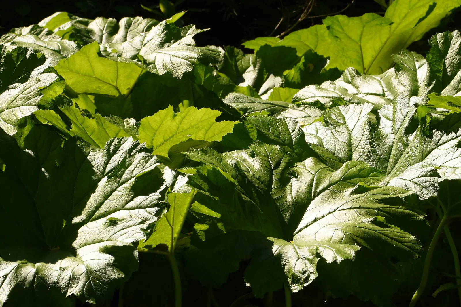 Umbrella Plant (Darmera Peltata) — before the foliage unfurls; this plant is relatively low-maintenance, image 69